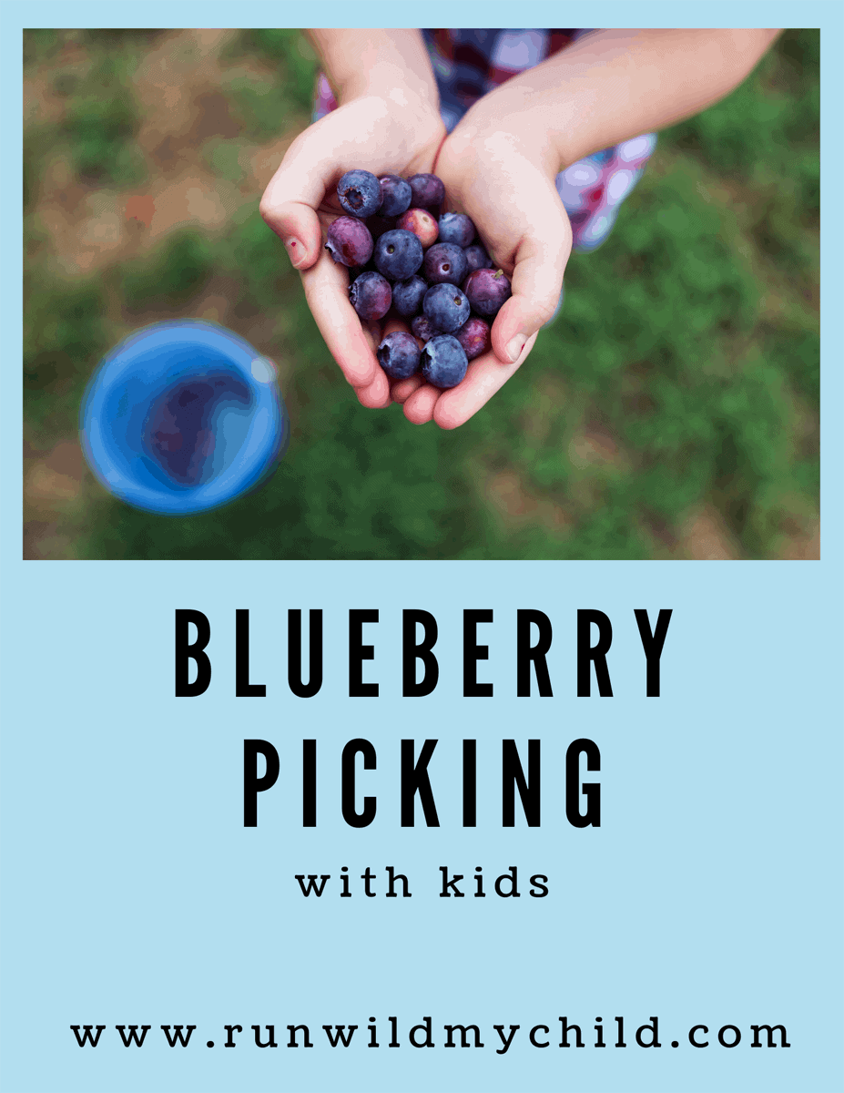 Tips for blueberry picking with kids