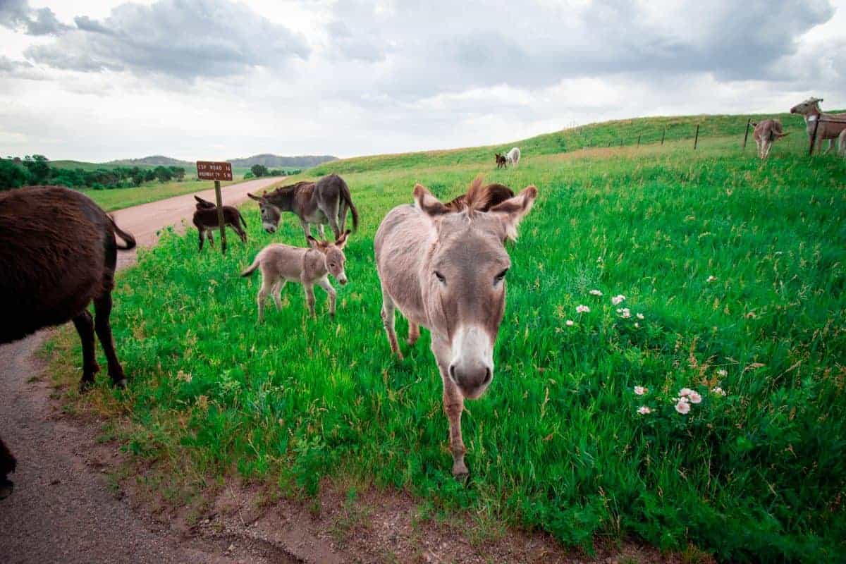 wild burros black hills south dakota