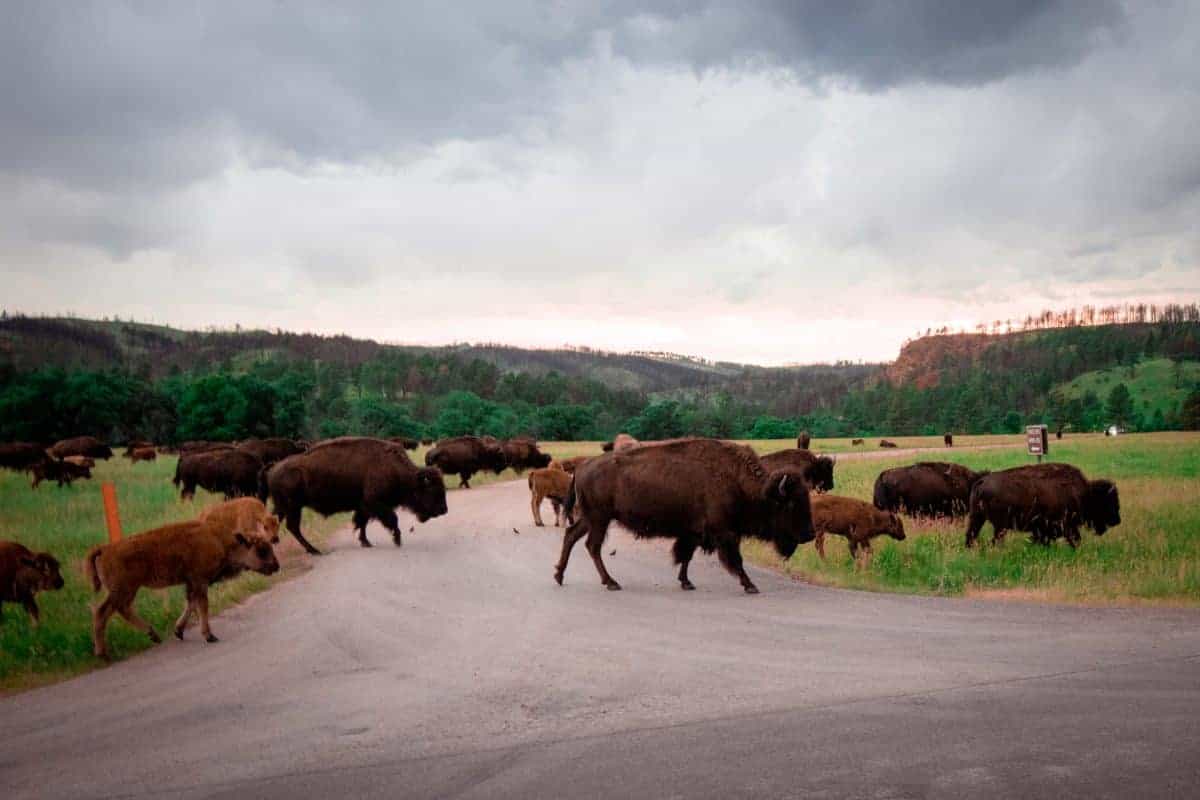 bison spotting black hills south dakota