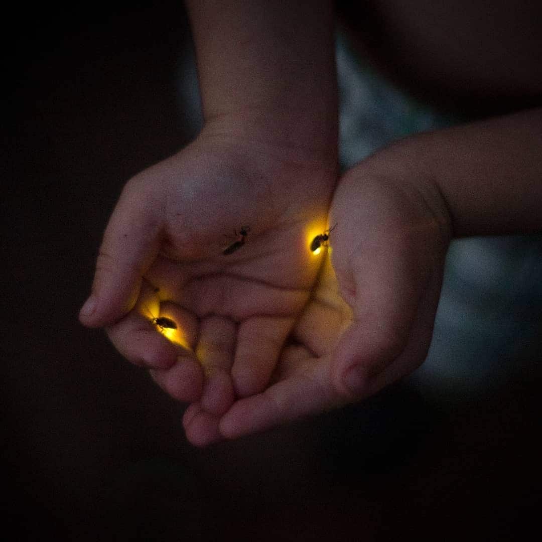 catching fireflies with kids