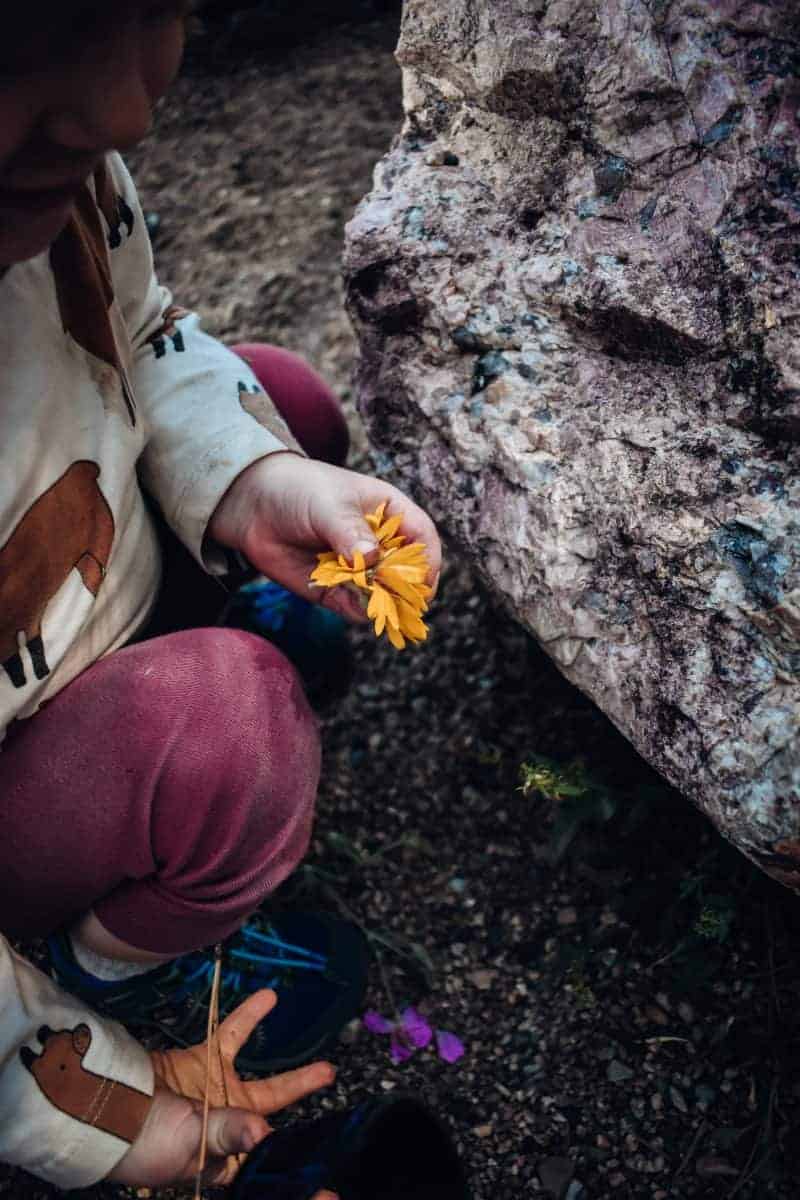 collecting wildflowers with kids