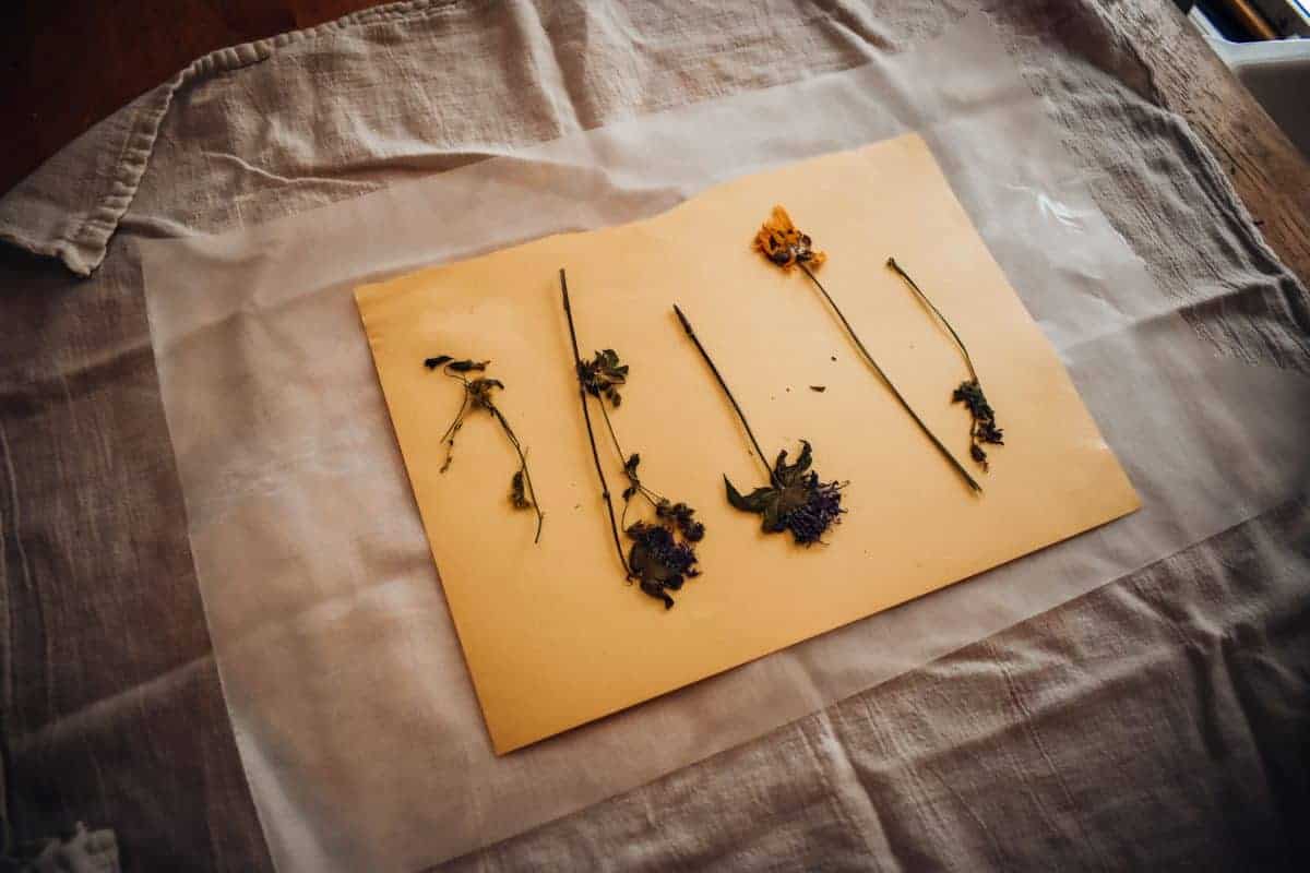 drying out wildflowers for craft projects