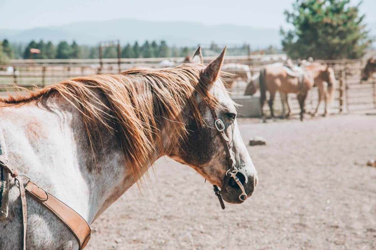horseback riding trips and trail rides at sunriver resort, bend oregon