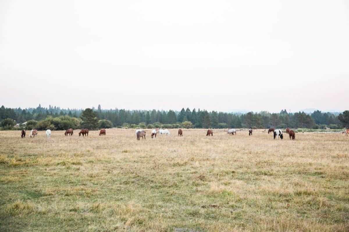 horses at sunriver