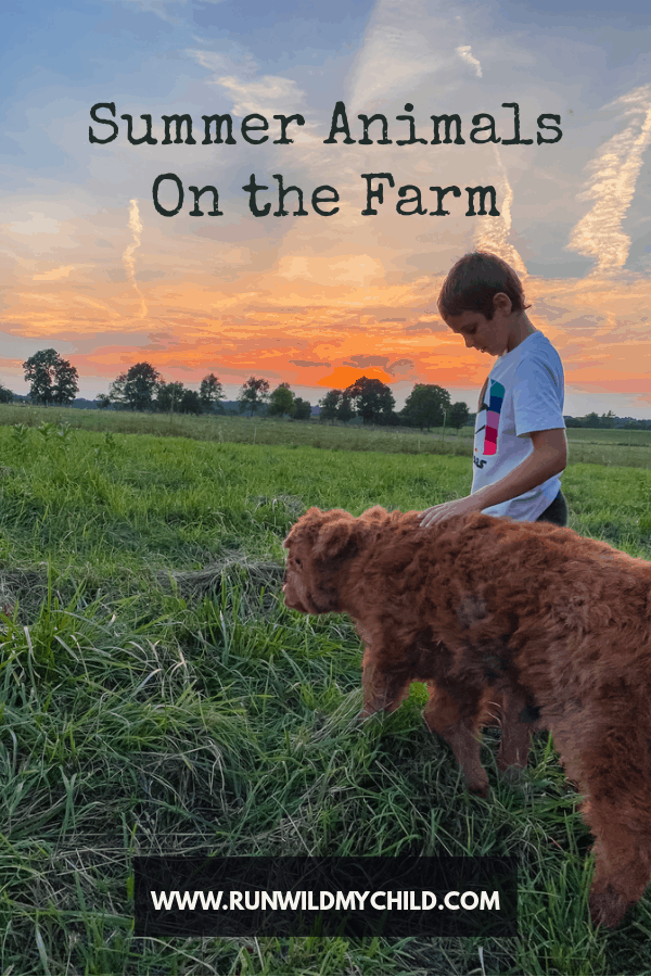 Summer on the farm - raising and learning about animals with kids
