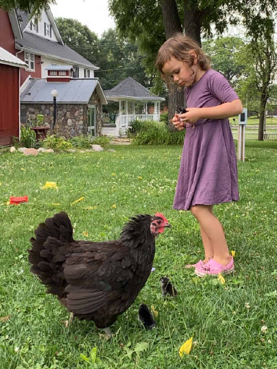 Mama hen and her chicks - learning about baby animals on the farm