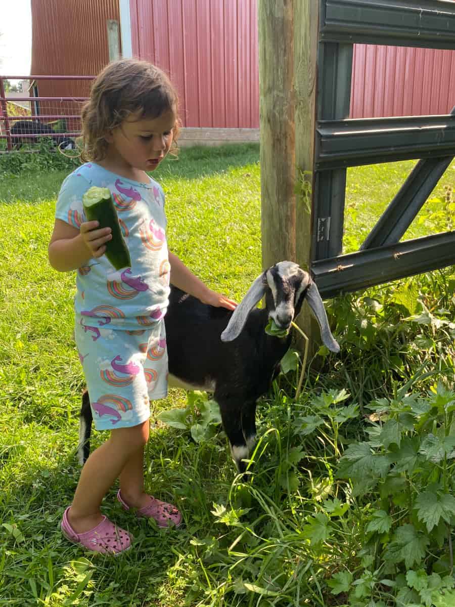 Goat on farm