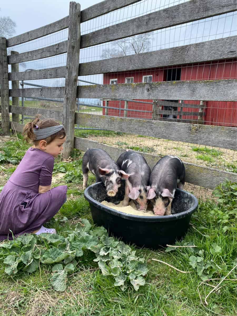 Three piglets - summer on the farm with animals