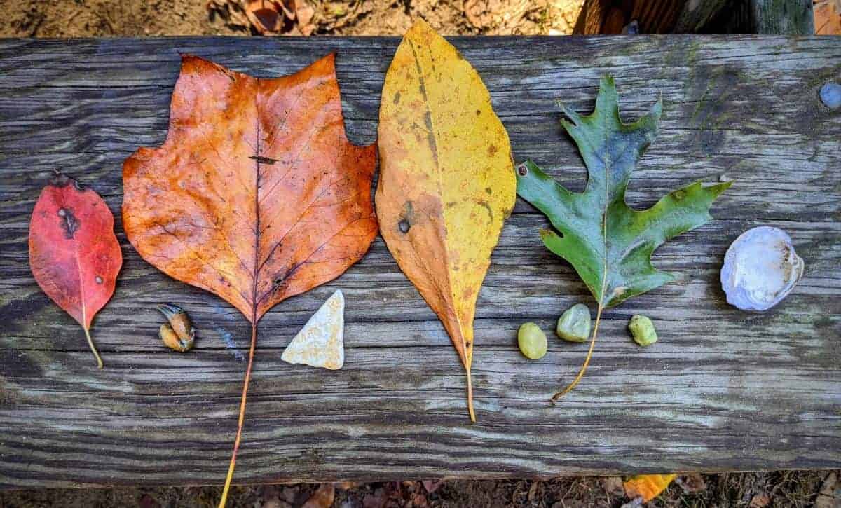 Five Autumn Nature Adventures RUN WILD MY CHILD