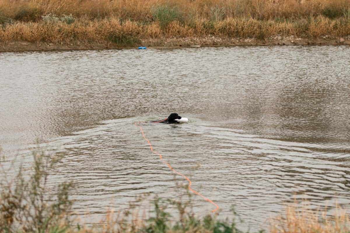 Dog with long lead retrieves bumper in water