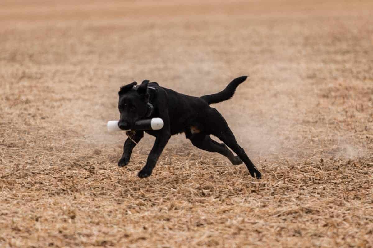 Black lab races with bumper in mouth 