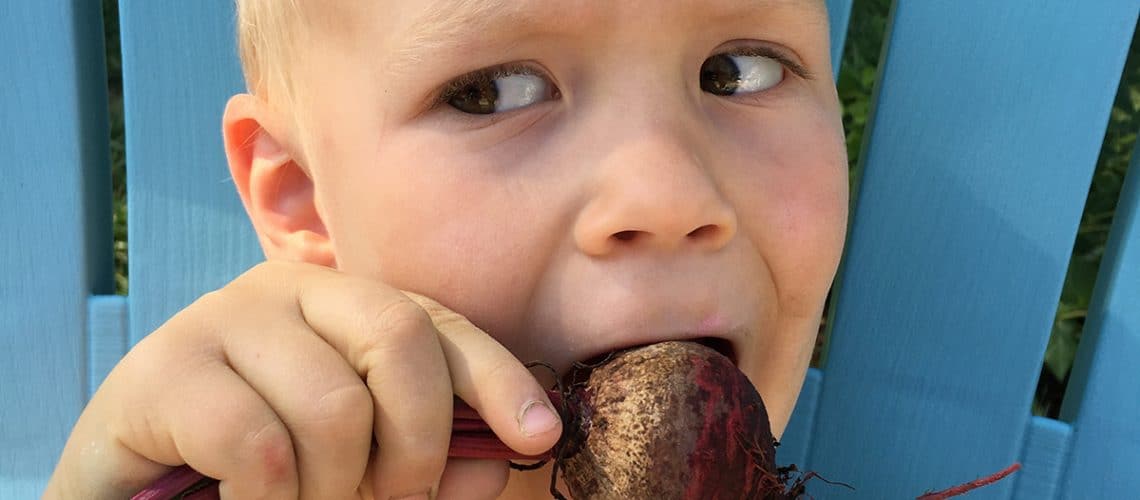 Teaching kids where their food comes from - eating beets