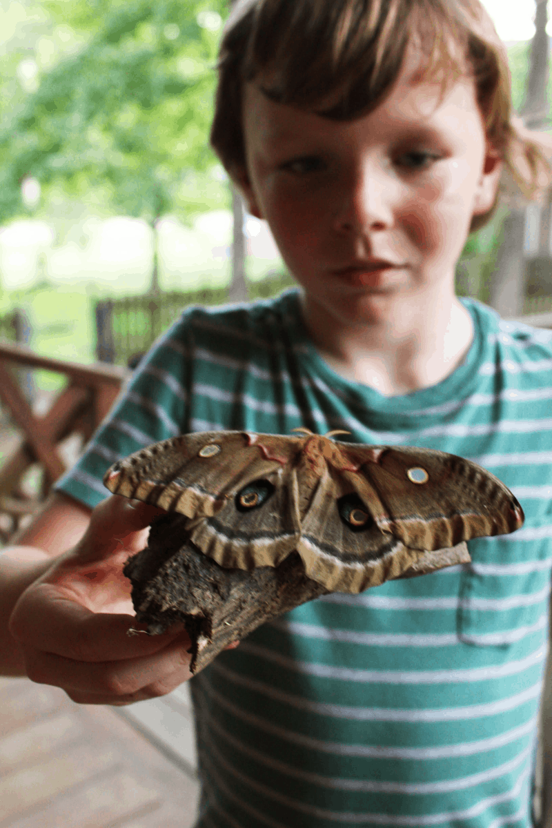 Nature Inspired Outdoor STEAM Activities for Kids - Nature Study SCIENCE