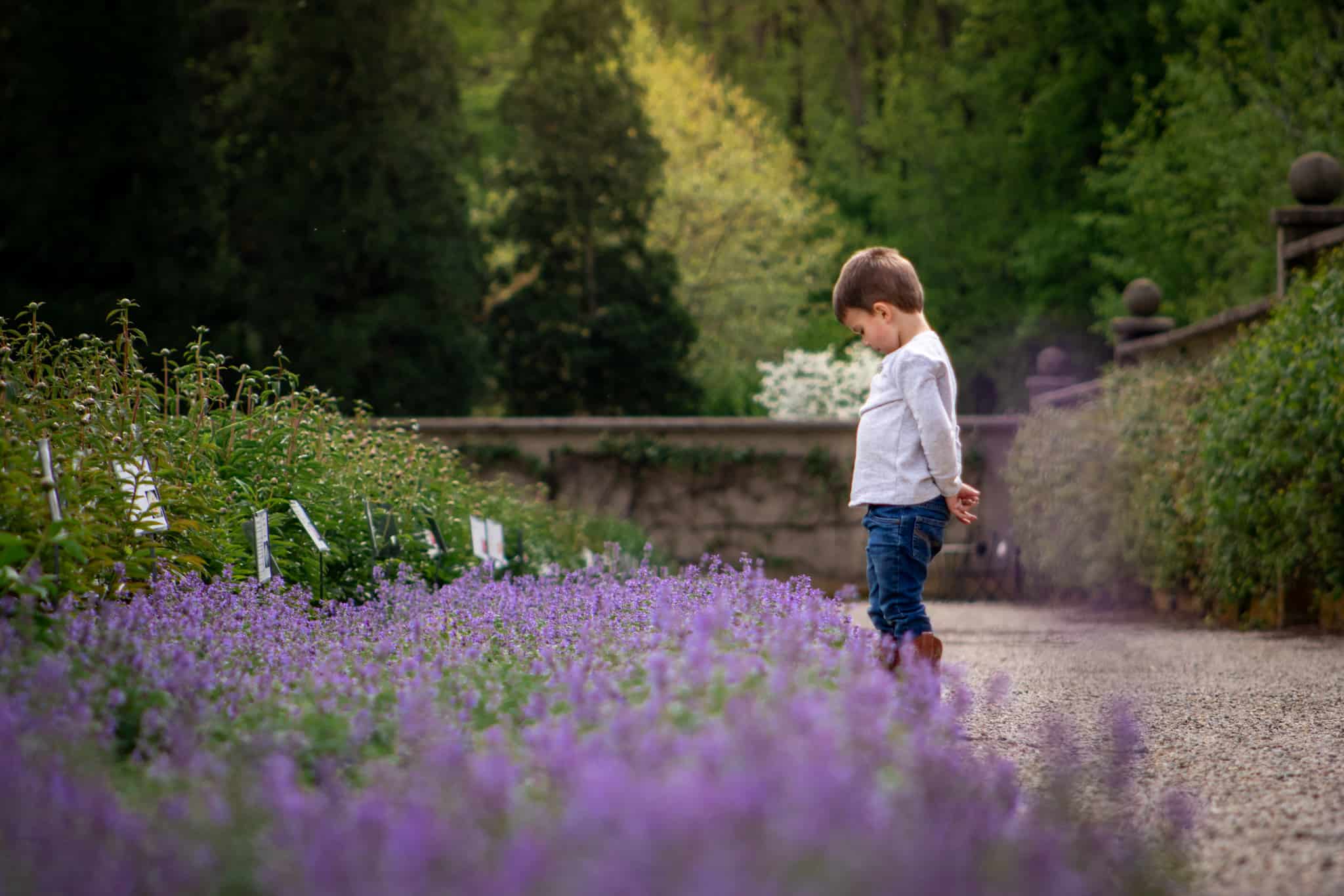 Boy looking at purple flowers 