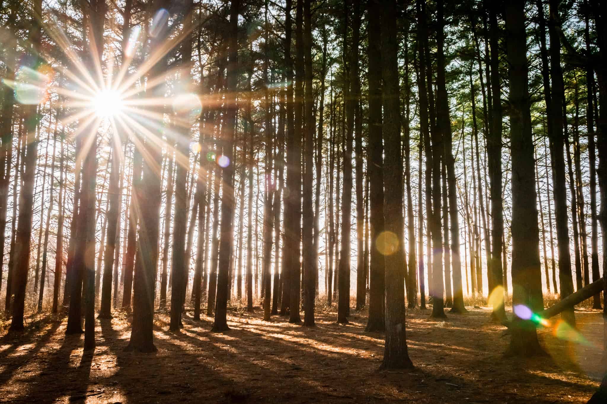 Sun burst through pine trees