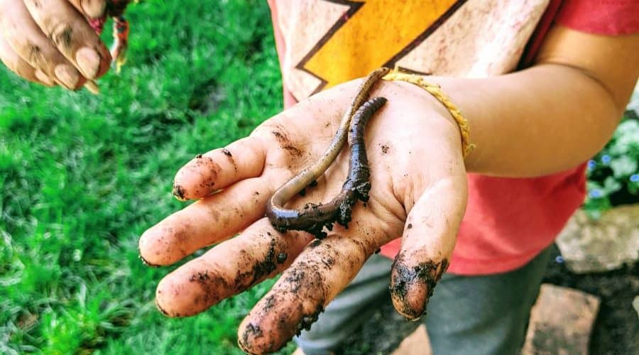 Exploring worms with kids safely