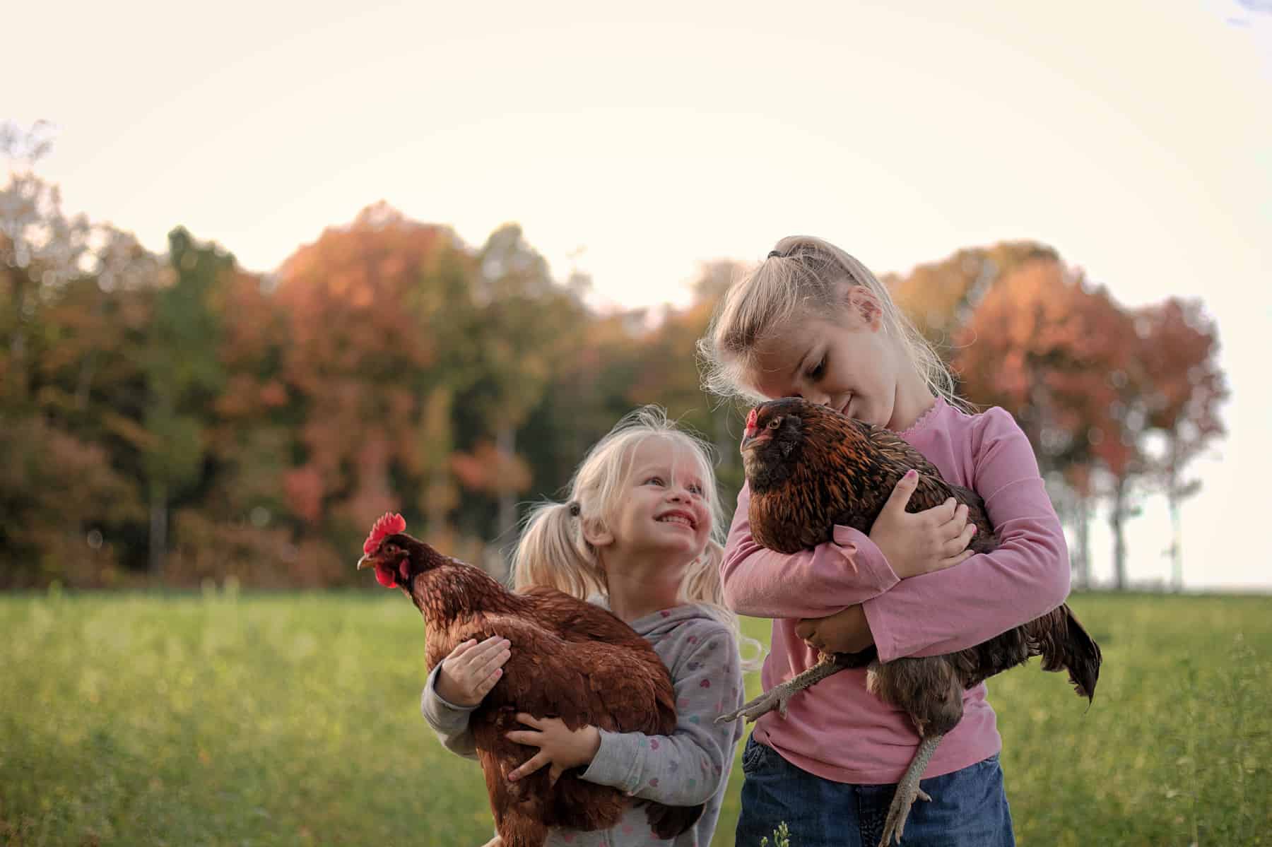Raising Chickens with Kids