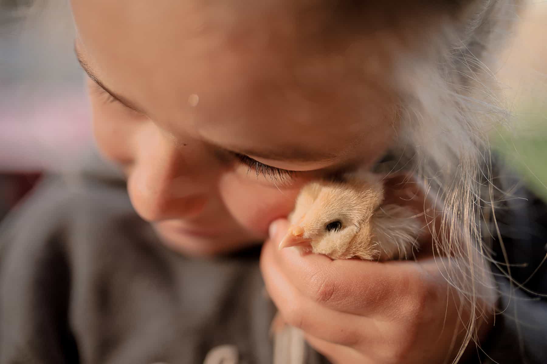 Raising Chickens with kids