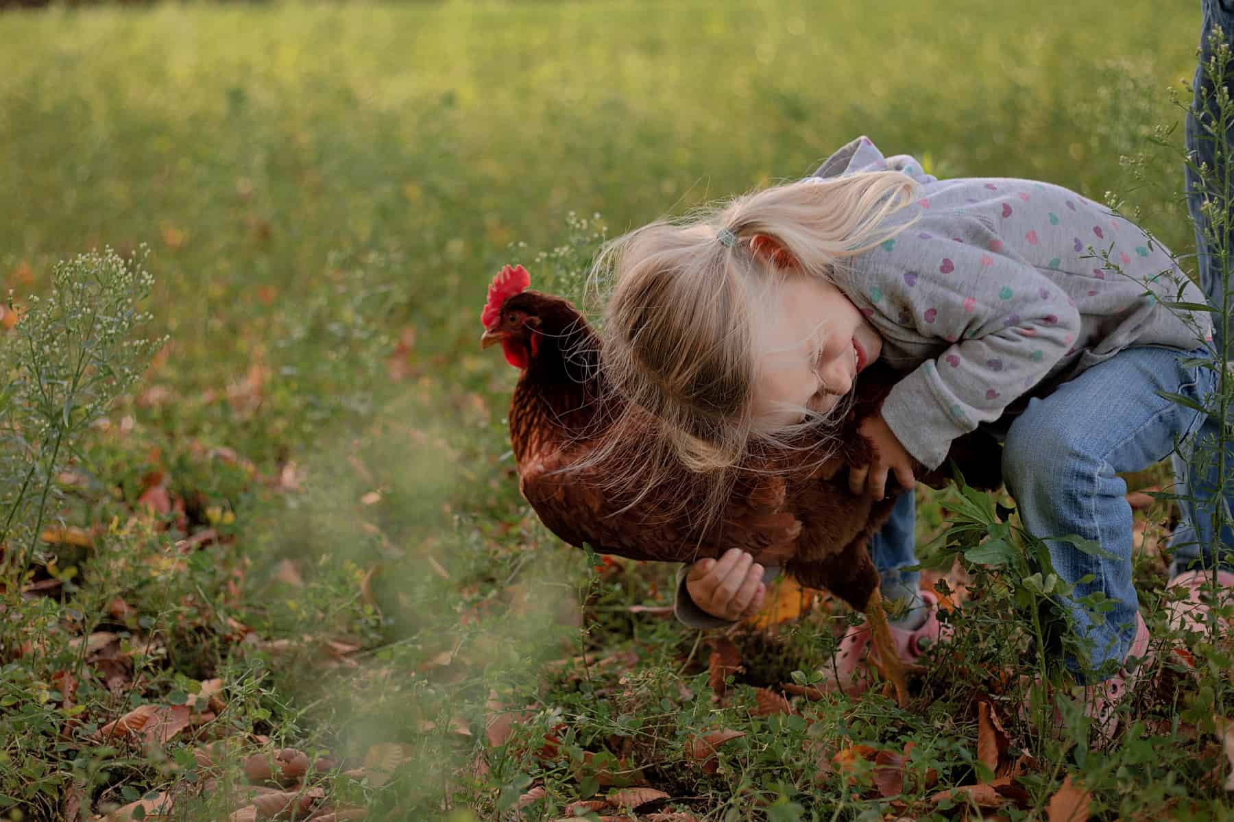 Raising Chickens with kids