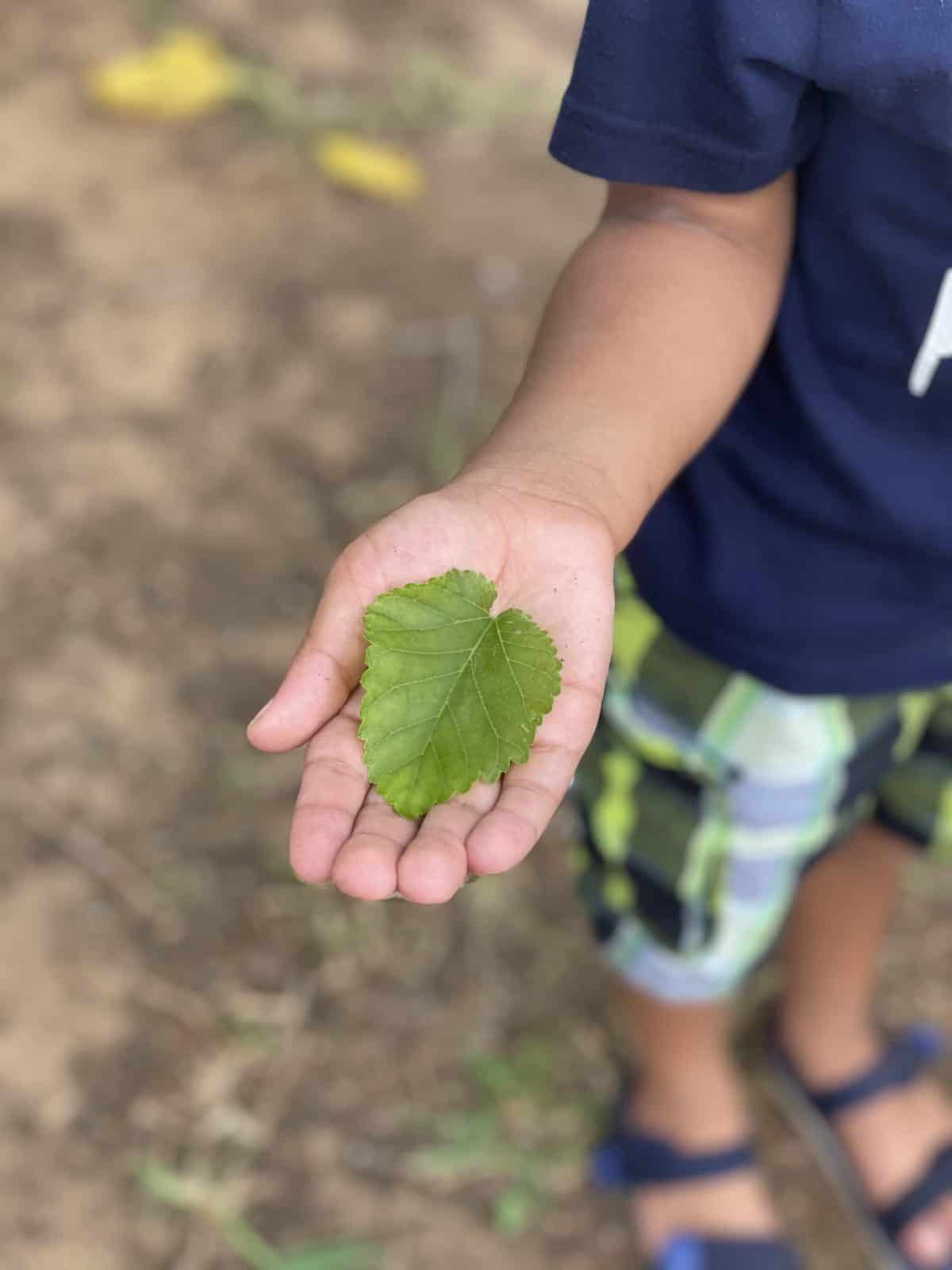 Learning About Leaves with Kids - make nature art from items in your backyard