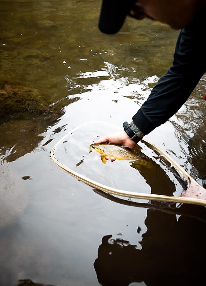 How to properly release a fish - fly fishing basics
