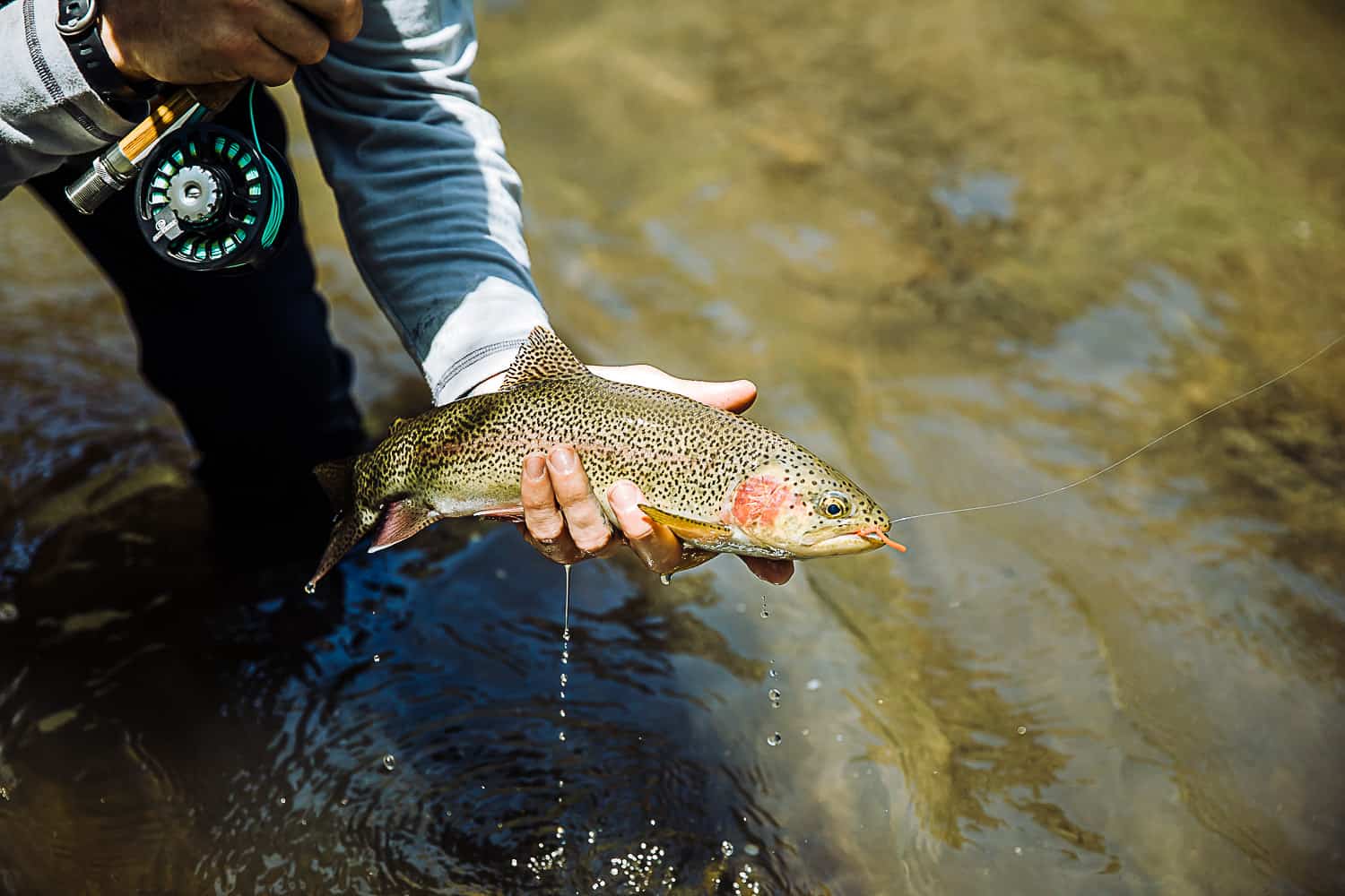 Fly fishing basics for kids - different trout species