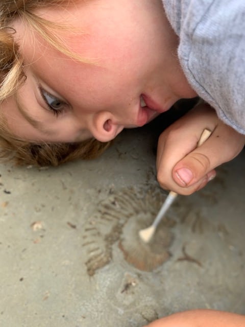 Ammonite imprint in rock - fossil hunting with kids