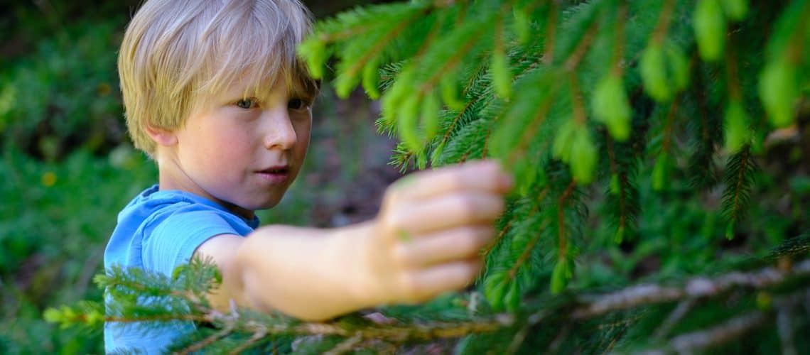 Boy picking tree tips from a fir tree in spring