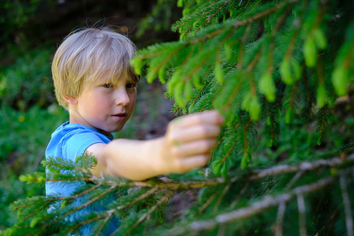 Boy picking tree tips from a fir tree in spring