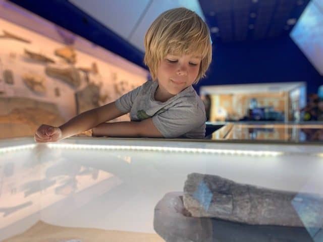 The Etches Museum, inspiring kids about fossils