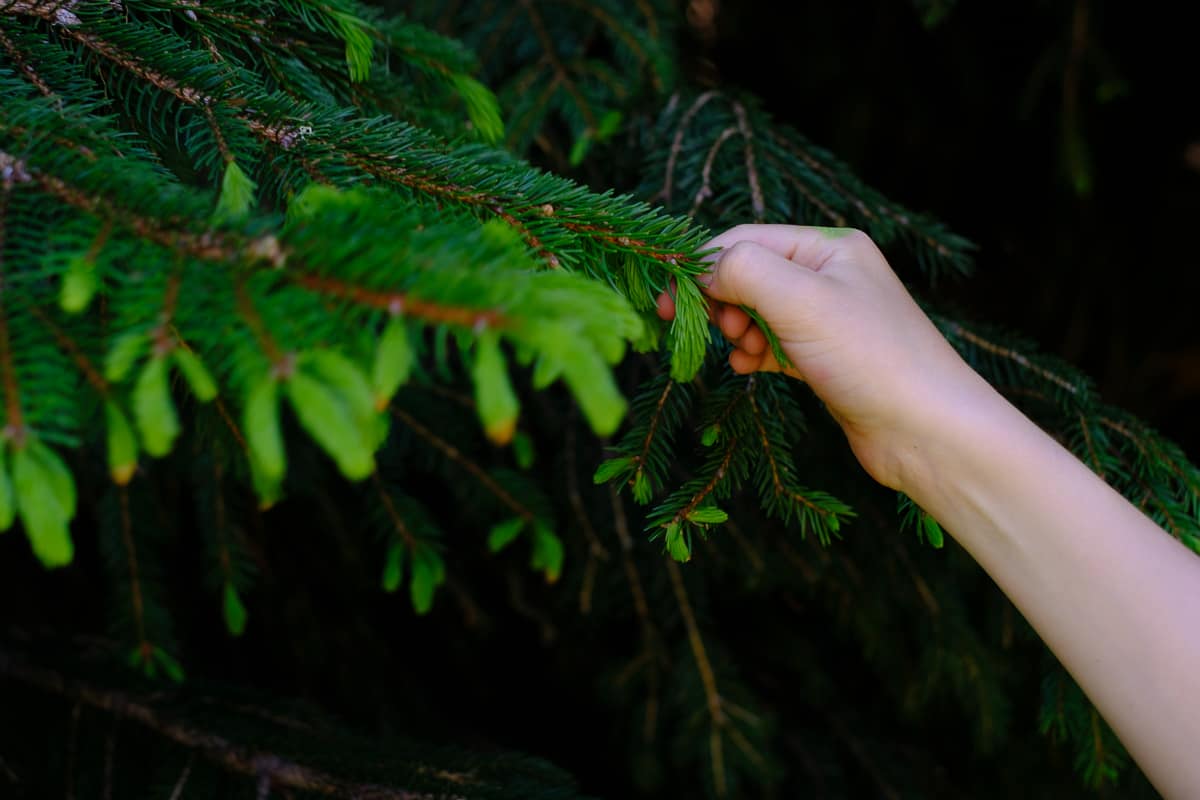 a child's hand foraging tree tips from a fir tree - how to pick tree tips for making syrup