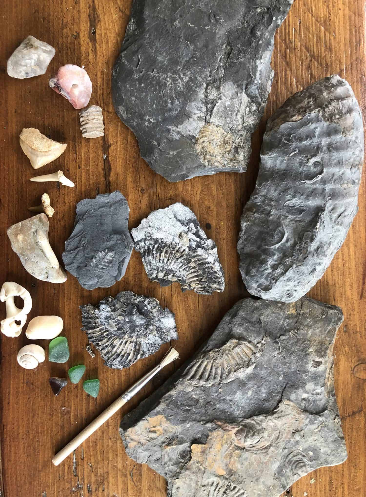 Fossils we collected on day out fossil hunting