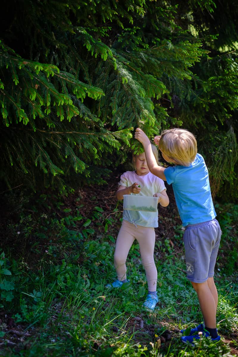 two children foraging tree tips from a large fir tree to make syrup