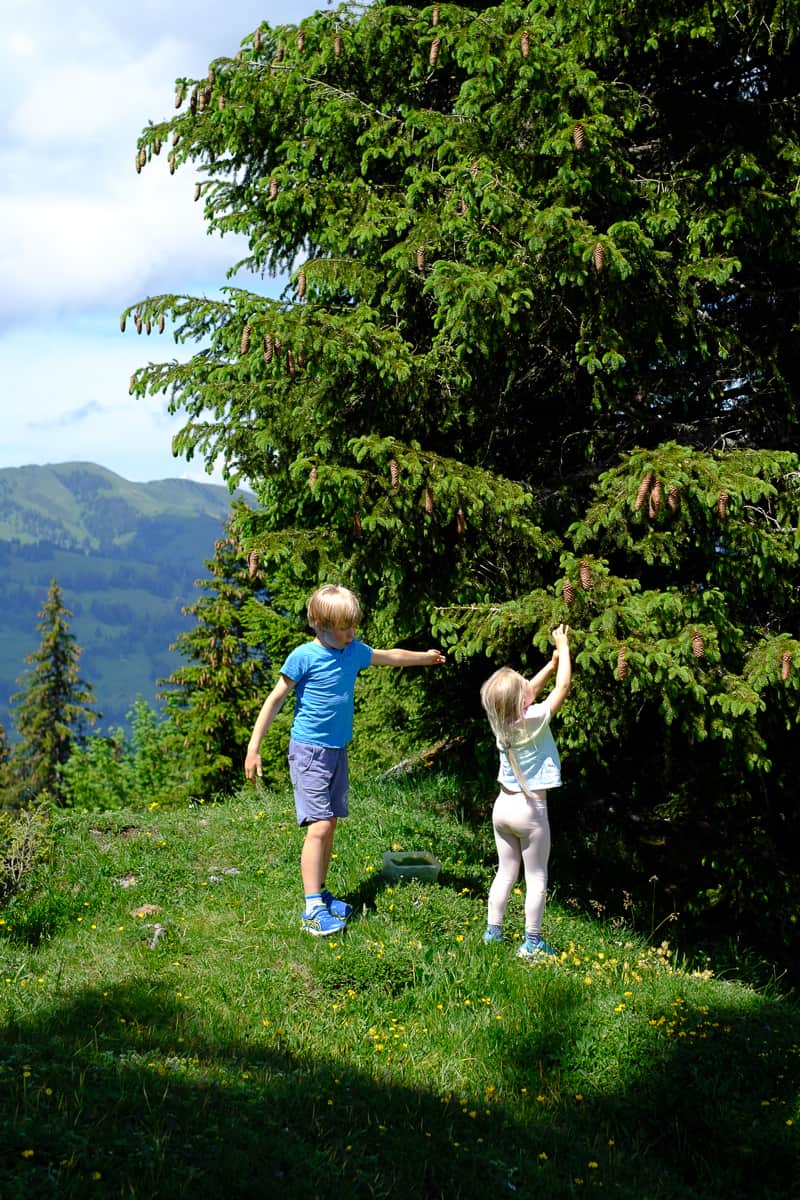 Children picking spruce tips from a fir tree in the mountains - foraging evergreen with kids