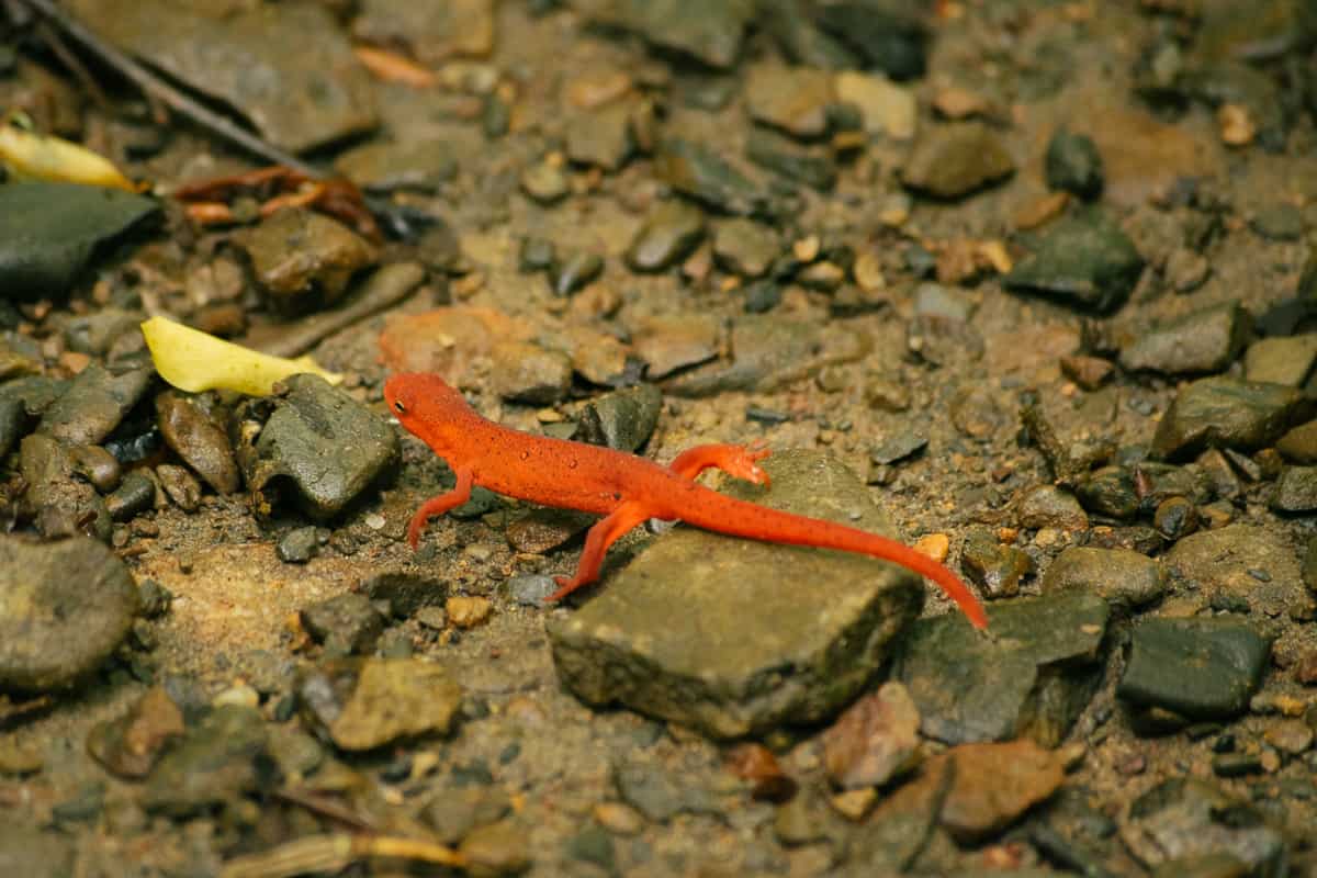 discovering Eastern newt salamander in the juvenile red eft phase.