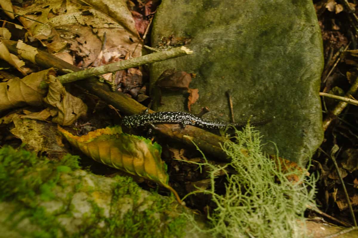 Discovering a Terrestrial white spotted slimy salamander