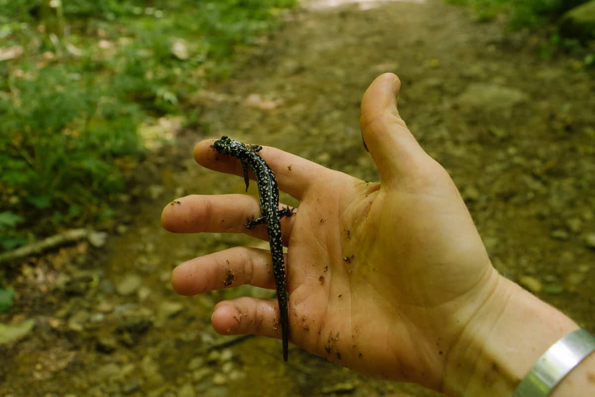 discovering a White spotted slimy salamander.