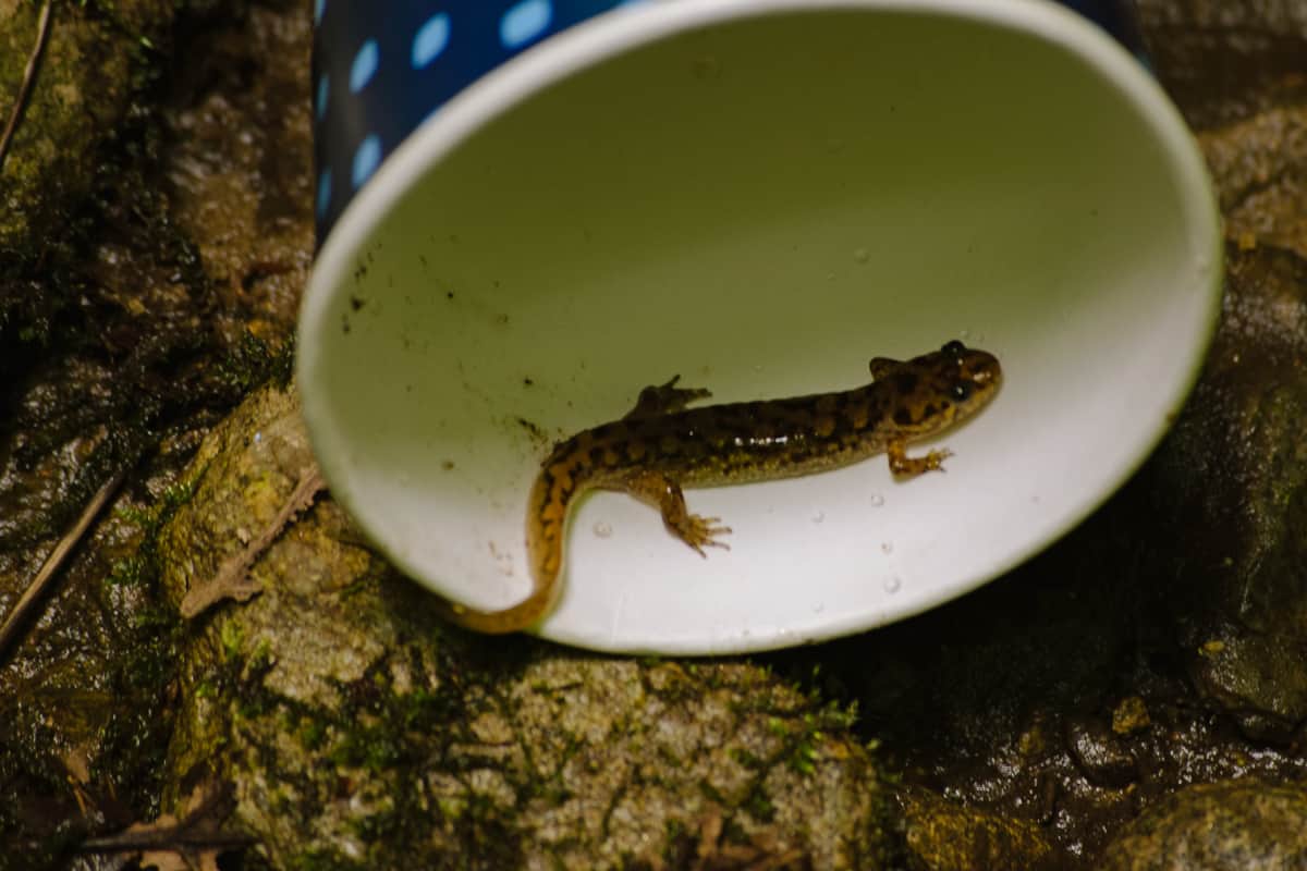 Discovering an aquatic salamander in souther Appalachia