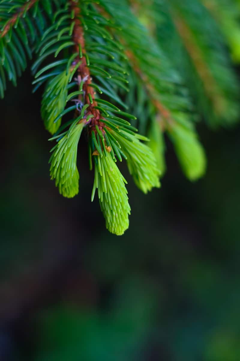 When and where to forage evergreen tree tips for syrup