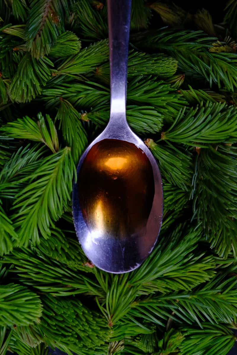 Tree tip syrup in a metal spoon on a bed of spruce or fir tree tips 