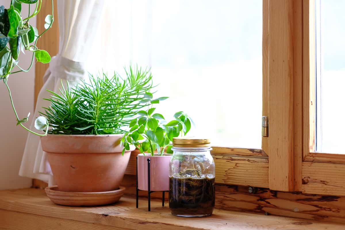 tree tip syrup in a jar on a sunny windowsill