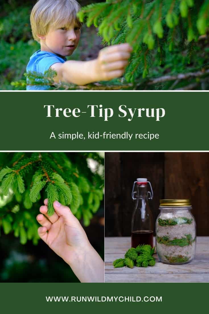 How to make DIY foraged evergreen tree tip syrup with kids