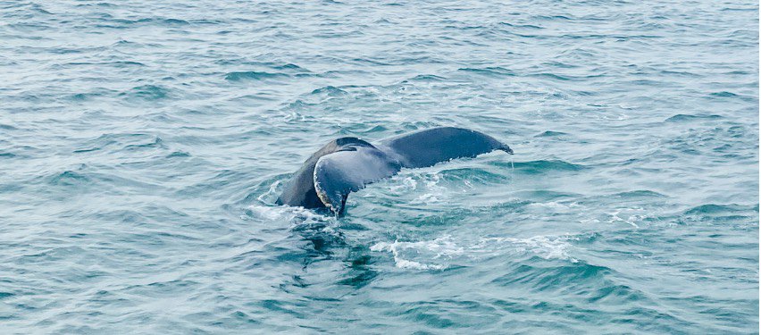 humpback whale watch cape cod