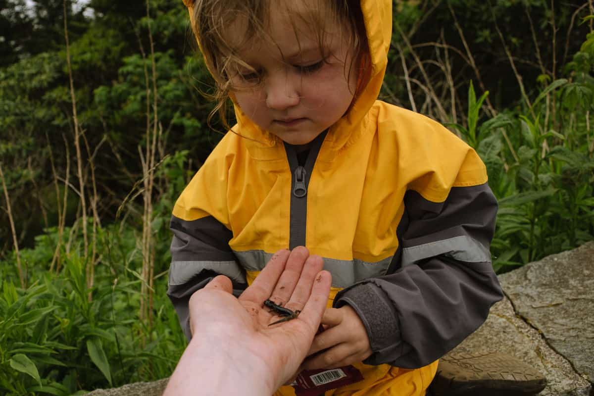 Small child discovering salamander