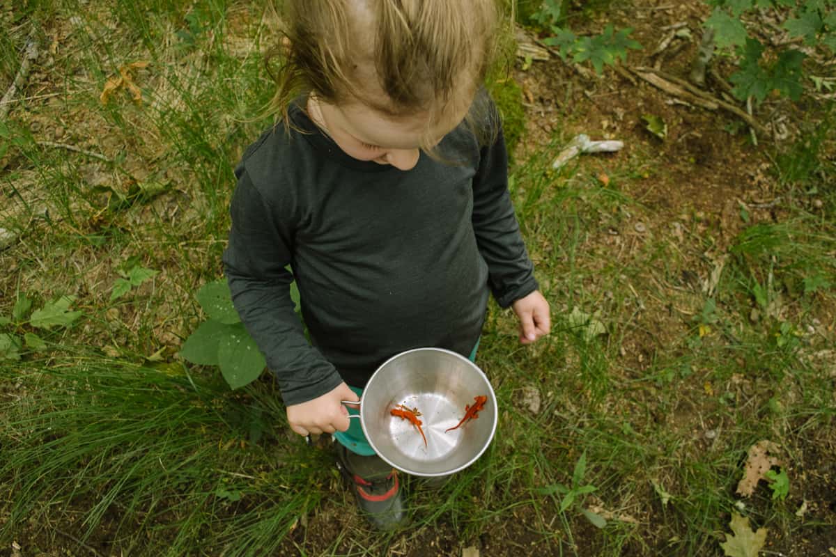 Child discovering Eastern newt salamanders in red eft stage