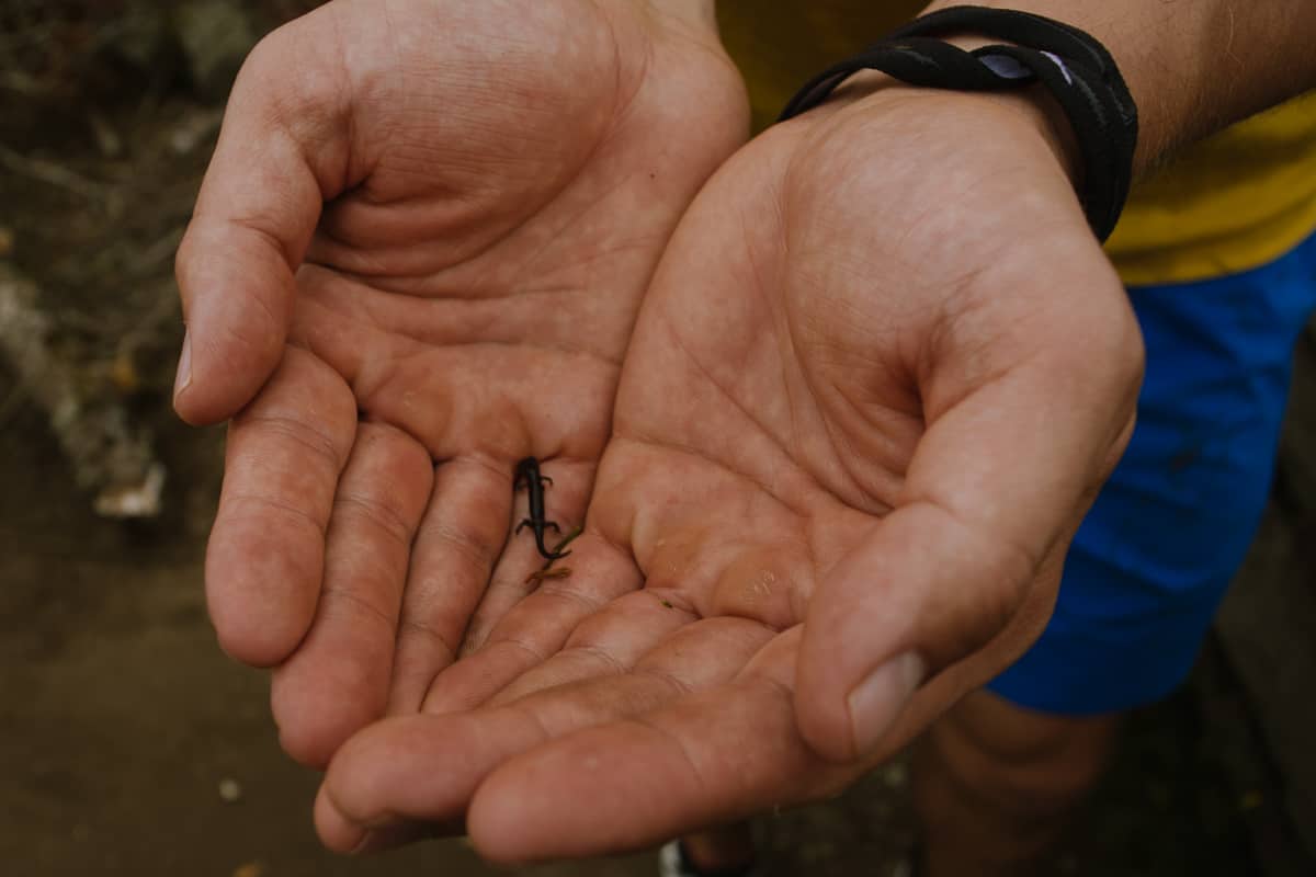 Discovering how small salamanders can be with kids 