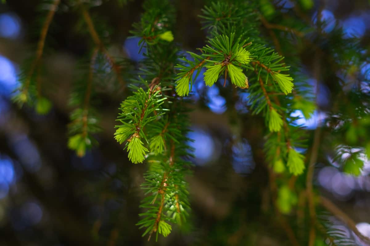 bright green fir spruce tree tips on a tree in spring - tips for foraging evergreen tips