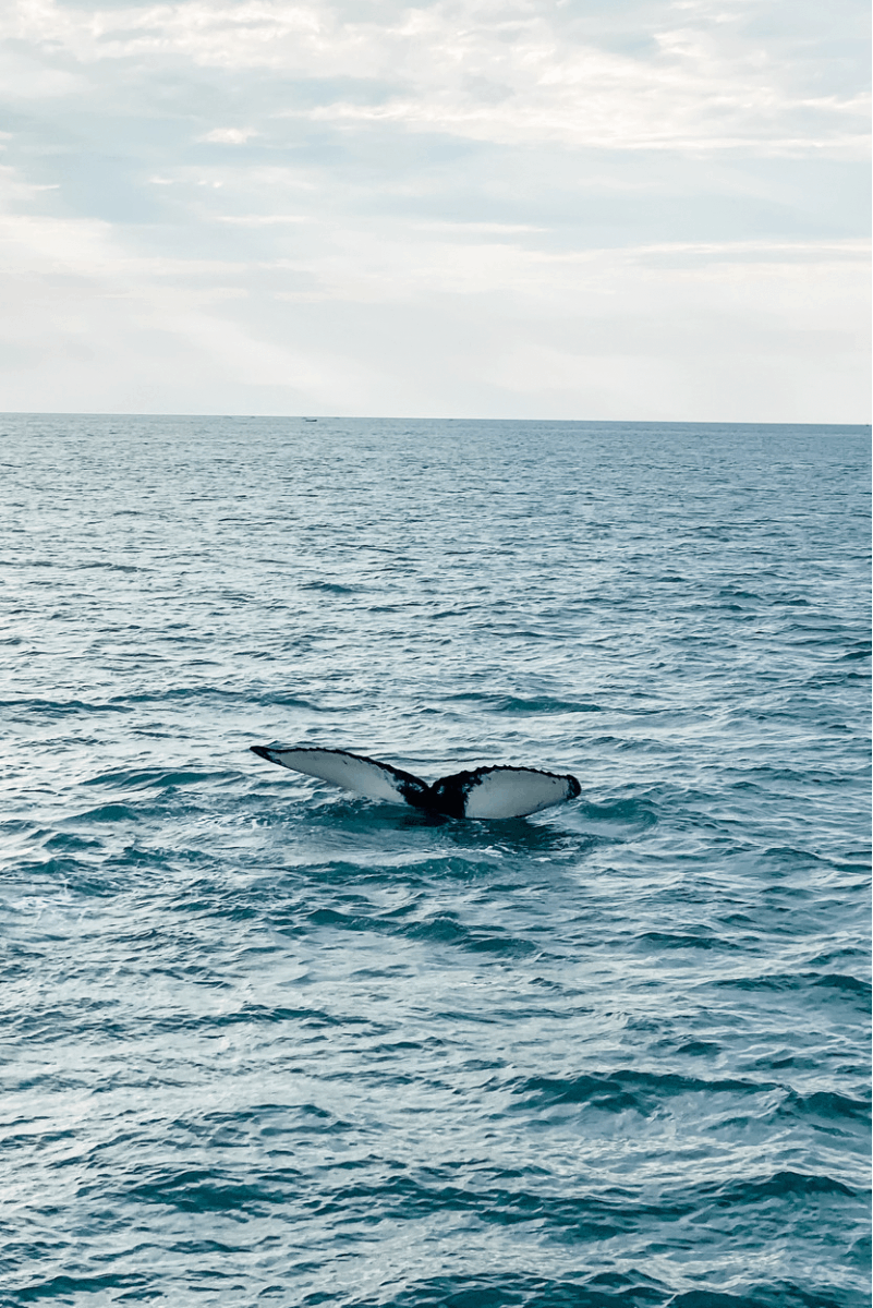 humpback whale fin cape cod provincetown adventure