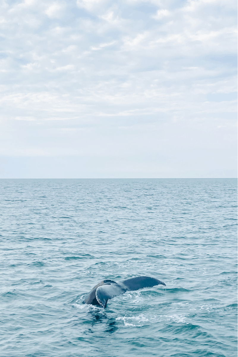 whale tail provincetown whale watch adventure ocean kids 