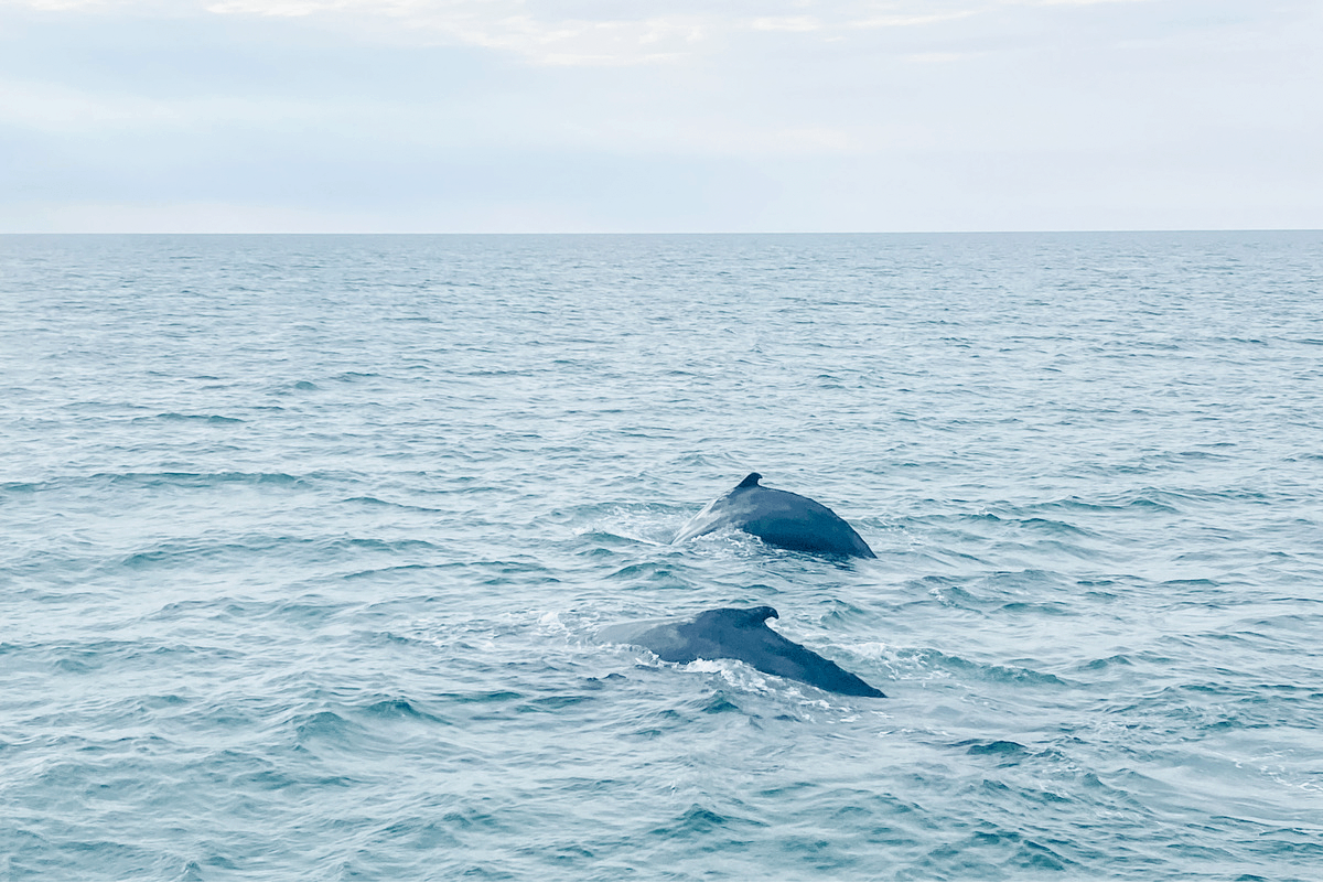 humpback whale watch cape cod kids adventure vacation